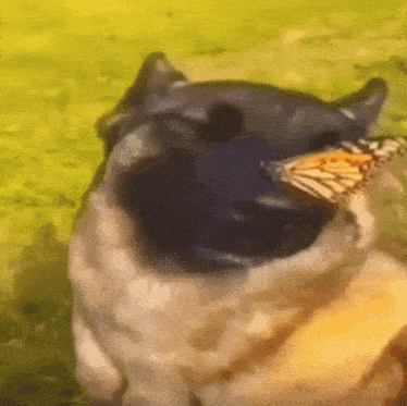 Dog nose butterfly